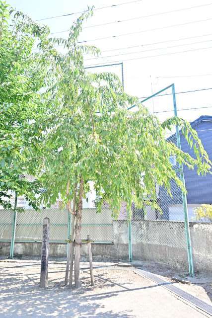 26.H30・11・3 90周年記念樹.JPG 26.H30・11・3 90周年記念樹.JPG