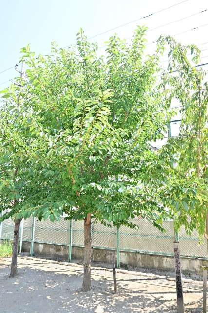 27.H30・11・3 90周年記念樹.JPG 27.H30・11・3 90周年記念樹.JPG