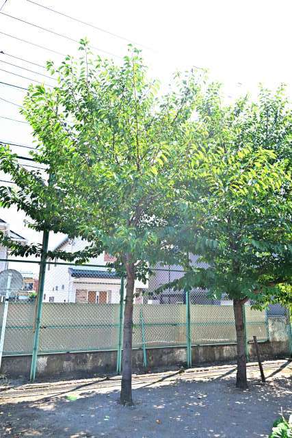 28-1.H30・11・3 90周年記念樹.JPG 28-1.H30・11・3 90周年記念樹.JPG