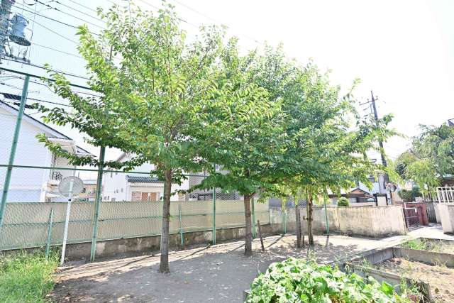 28-3.H30・11・3 90周年記念樹.JPG 28-3.H30・11・3 90周年記念樹.JPG