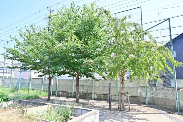 28-4.H30・11・3 90周年記念樹.JPG 28-4.H30・11・3 90周年記念樹.JPG