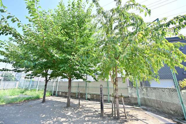 28-5.H30・11・3 90周年記念樹.JPG 28-5.H30・11・3 90周年記念樹.JPG