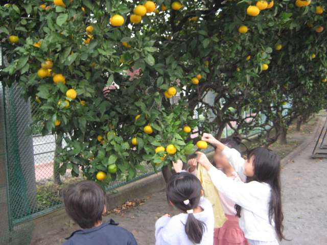 ¤ß¤«¤ó¤Î¼ý³Ï ¤ß¤«¤ó¤Î¼ý³Ï