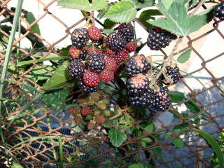 DSC010581.jpg