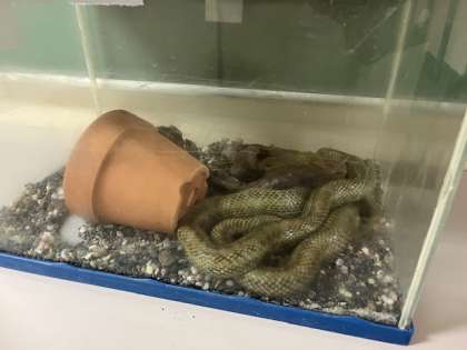 ������