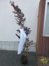 記事画像1 記事画像1